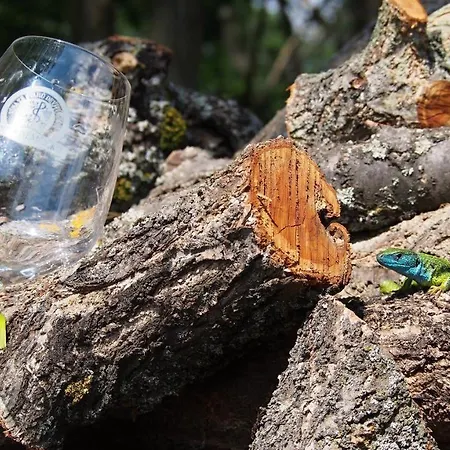 בית נופש Anca Němčičky